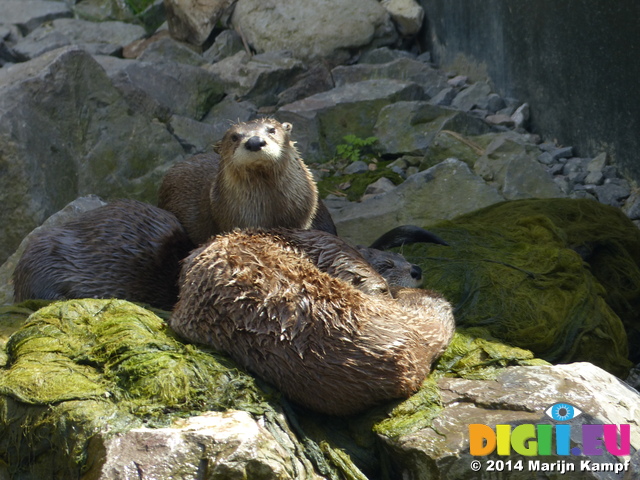 FZ006219 North American river otters (Lontra canadensis)